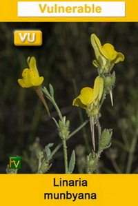 Linaria munbyana