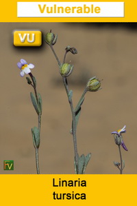 Linaria tursica