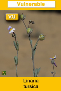 Linaria tursica