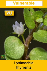 Lysimachia thyrrenia
