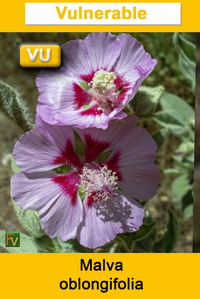 Malva oblongifolia