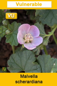 Malvella scherardiana