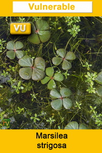 Marsilea strigosa