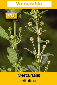Mercurialis eliptica