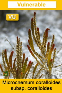 Microcnemum coralloides coralloides