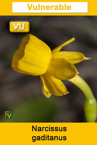 Narcissus gaditanus
