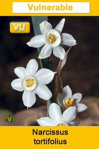 Narcissus tortifolius