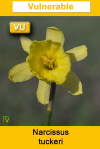 Narcissus tuckeri