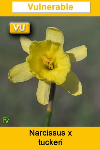 Narcissus x tuckeri