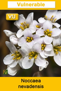 Noccaea nevadensis