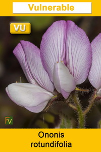Ononis rotundifolia