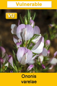 Ononis varelae