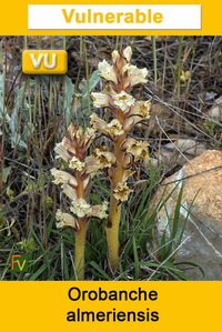Orobanche almeriensis