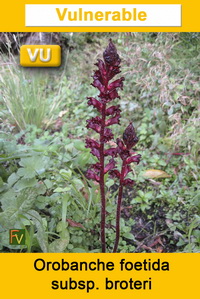 Orobanche foetida broteri