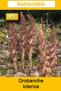 Orobanche icterica