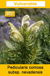 Pedicularis comosa nevadensis