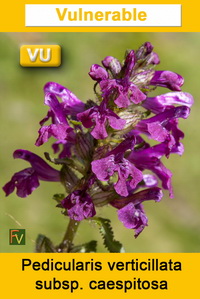 Pedicularis verticillata caespitosa