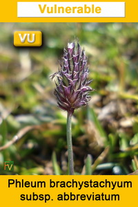 Phleum brachystachyum brachystachyum