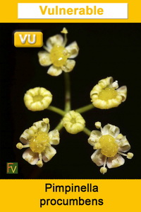 Pimpinella procumbens