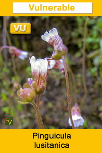 Pinguicula lusitanica