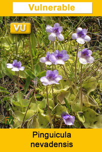 Pinguicula nevadensis