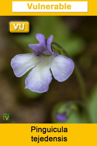 Pinguicula tejedensis