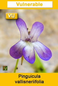 Pinguicula vallisneriifolia