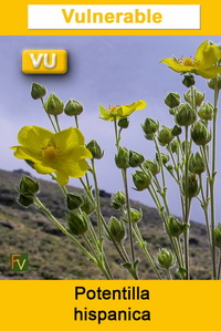 Potentilla hispanica