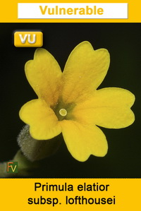 Primula elatior lofthousei