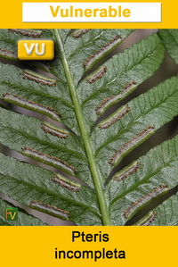 Pteris incompleta