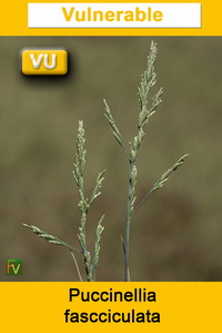 Puccinellia fascciculata