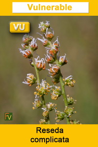 Reseda complicata