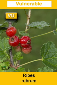 Ribes rubrum