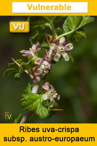 Ribes uva crispa austro europaeum atlanticum