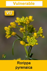Rorippa pyrenaica