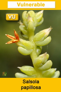 Salsola papillosa