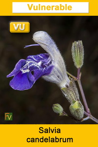 Salvia candelabrum