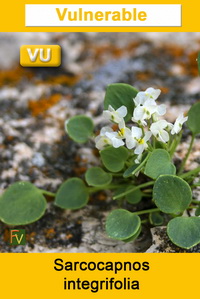 Sarcocapnos integrifolia