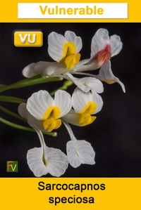 Sarcocapnos speciosa