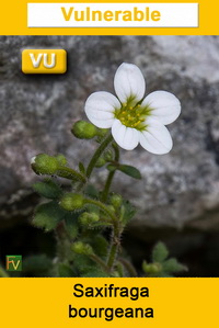 Saxifraga bourgeana