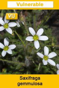 Saxifraga gemmulosa
