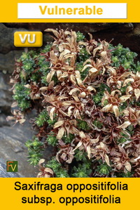 Saxifraga oppositifolia oppositifolia