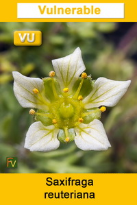 Saxifraga reuteriana
