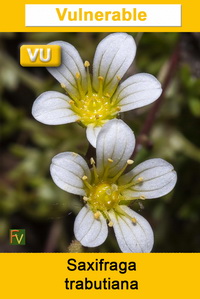 Saxifraga trabutiana