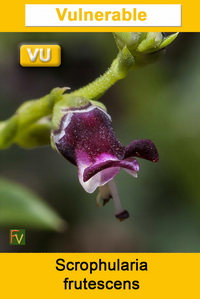 Scrophularia frutescens