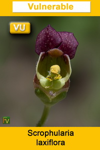 Scrophularia laxiflora
