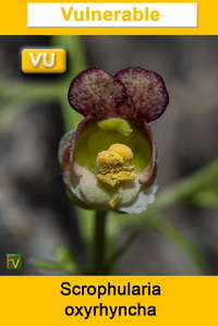 Scrophularia oxyrhyncha