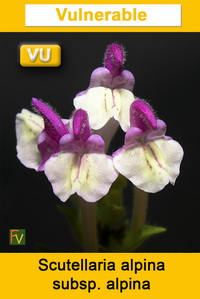 Scutellaria alpina alpina