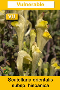 Scutellaria orientalis hispanica