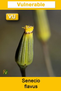 Senecio flavus